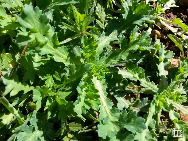Glebionis segetum